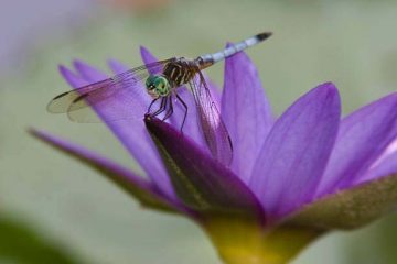 A dragon fly resting on a waterlily with purple pedals.